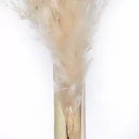 Vickerman 46" Natural Pampas Grass 6-pc. Vase Filler