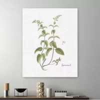 Cottage Herbs IV Giclee Canvas Art