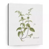 Cottage Herbs IV Giclee Canvas Art