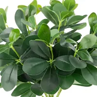 18'' Decorative Artificial Green Two Tone Polyscias Floral Bush