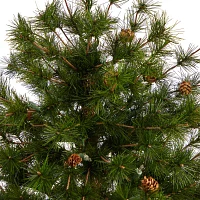 Nearly Natural Colorado Mountain 3 1/2 Foot Pre-Lit Potted Pine Christmas Tree