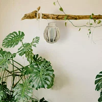 14.75'' Seaside Treasures Rustic Chic Drift Wood Sphere and Glass Hurricane Pillar Candle Lantern