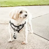 Pet Life Bonatied' Mesh Reversible And Breathable Adjustable W/ Designer Neck Tie Dog Harnesses