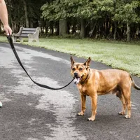 Pet Life Aero Mesh 2-In-1 Dual Sided Comfortable And Breathable Adjustable Mesh-Collar Dog Leash