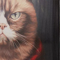 Madison Park 14 X 17 Grumpy Cats Canvas Art