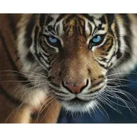 Hart Puzzles Blue Eyes Tiger By Colin Bogle, 24 X 30 1000 Piece Puzzle