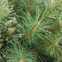 36'' Ashcroft Cashmere Pine Artificial Christmas Teardrop Swag  Unlit