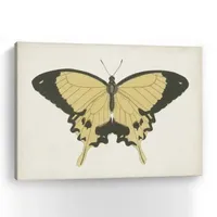 Lumaprints Beautiful Butterfly I Giclee Canvas Art