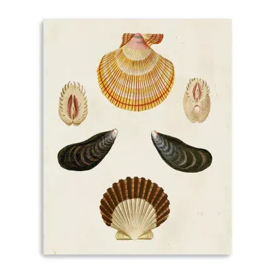 Lumaprints Knorr Shells I Giclee Canvas Art
