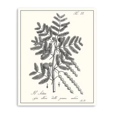 Lumaprints Antique Black & White Botanical I Giclee Canvas Art