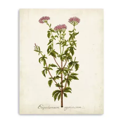 Lumaprints Antique Herb Botanical I Giclee Canvas Art