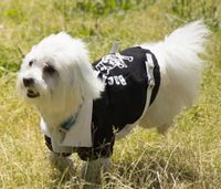 The Pet Life Varsity-Buckled Collared Coat