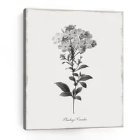 Lumaprints Simply Cape Leadwort Giclee Canvas Art