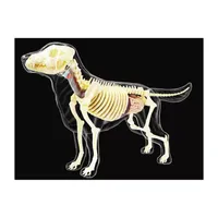 4D Vision Full Skeleton Dog Model