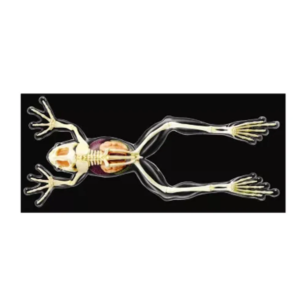 4D Master 4D Vision Full Skeleton Frog Model