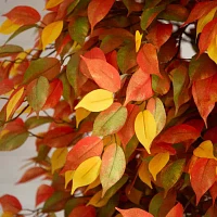 Nearly Natural 9' Orange Autumn Ficus Indoor Artificial Tree