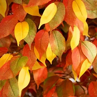 Nearly Natural 10' Orange Autumn Ficus Indoor Artificial Tree