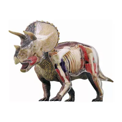 4d Master 4d Vision Triceratops Anatomy Model Puzzle