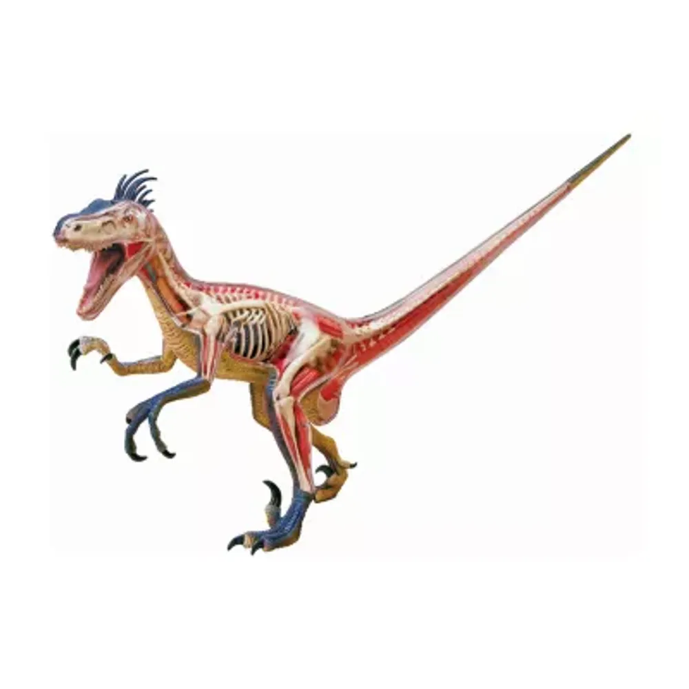 4d Master 4d Vision Velociraptor Anatomy Model Puzzle