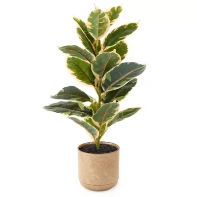 Linden Street 22in Varigated Rubber Artificial Plant