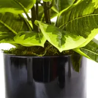 Artificial Rubber Plant in Glossy Cylinder (Real Touch)