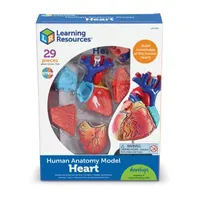 Learning Resources Heart Anatomy Model Discovery Toy