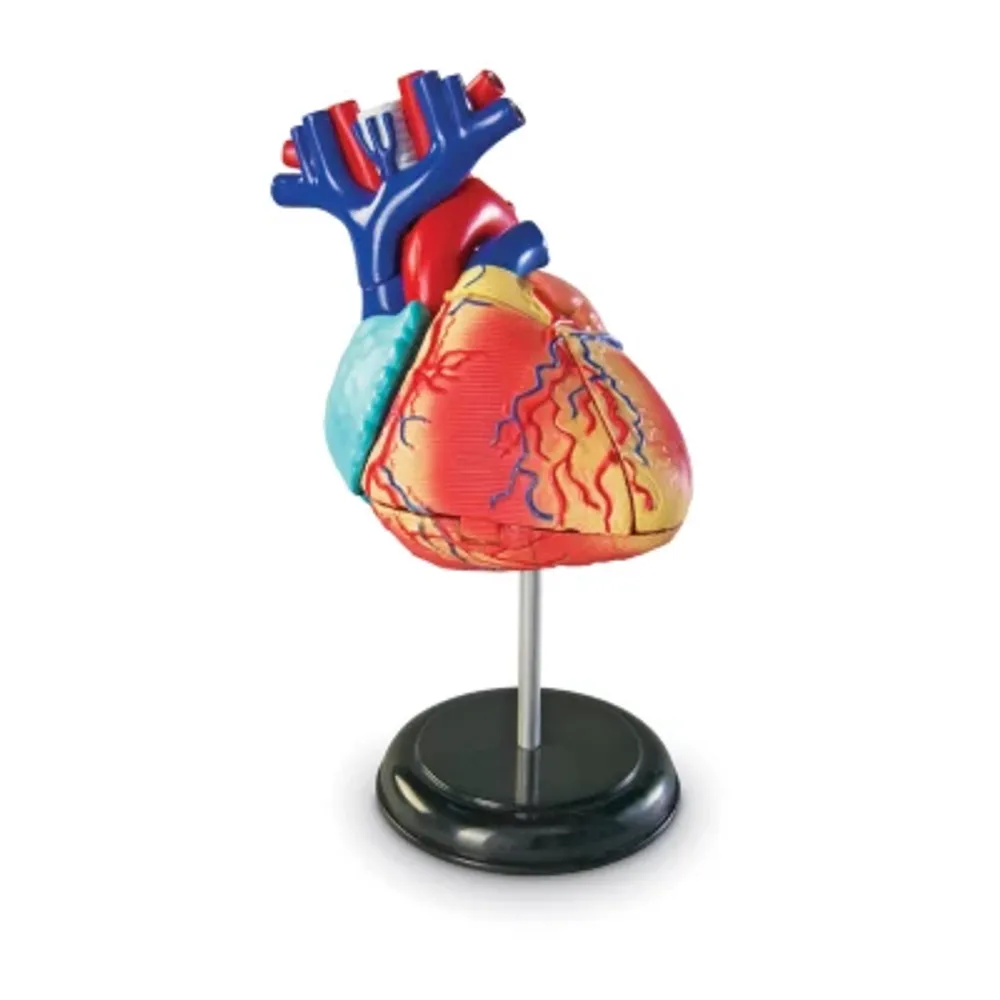 Learning Resources Heart Anatomy Model Discovery Toys