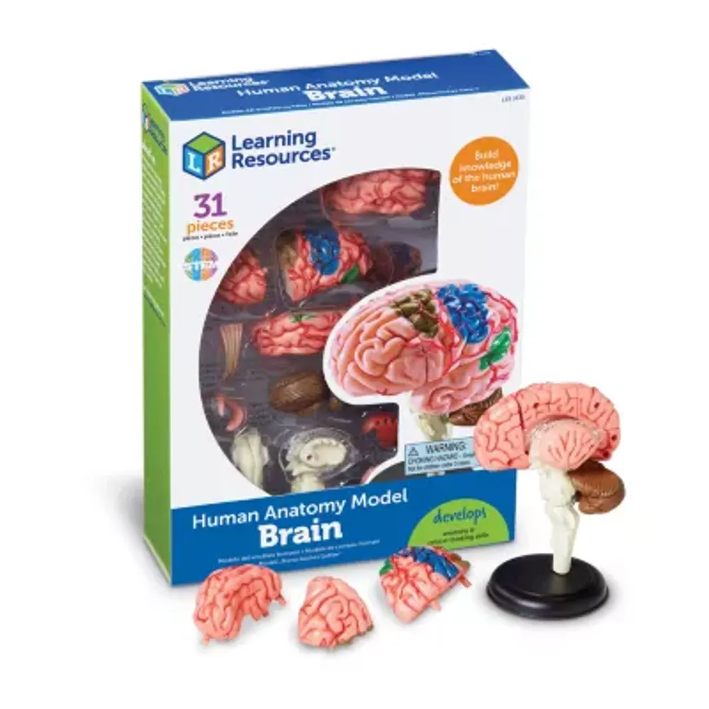 Learning Resources Brain Anatomy Model Discovery Toy