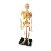 Learning Resources Skeleton Anatomy Model Discovery Toys