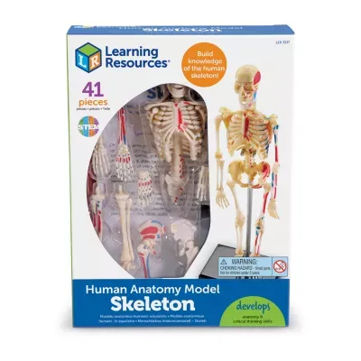 Learning Resources Skeleton Anatomy Model Discovery Toy