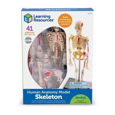 Learning Resources Skeleton Anatomy Model Discovery Toys