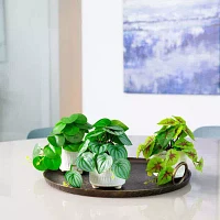 Nearly Natural 3-pc. 8in. Green Mixed Greens Artificial Plant