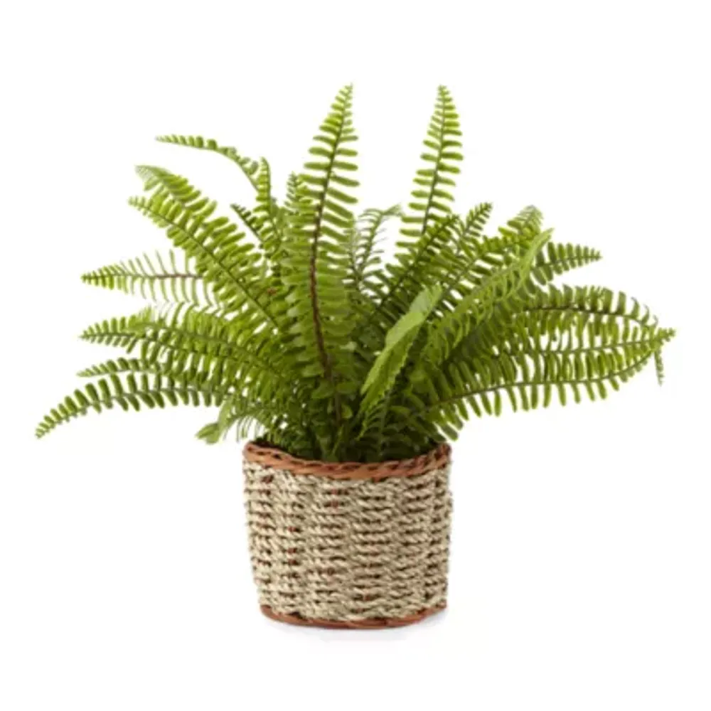 Linden Street 13" Fern