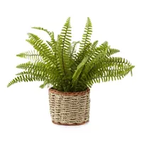 Linden Street 13" Fern