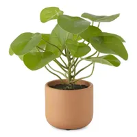 Linden Street 8.5" Plea Peperomioes Artificial Plant