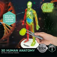 Discovery™ #Mindblown 3D Human Anatomy 28-Piece Biology Model