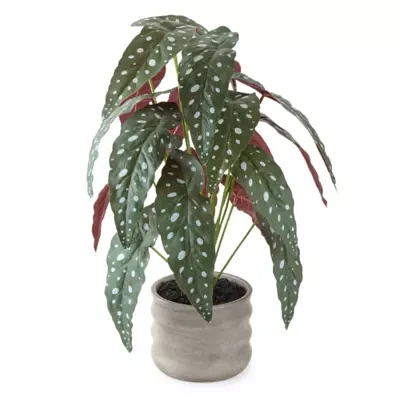 Linden Street 18.5in Polka Dot Begonia Artificial Plant