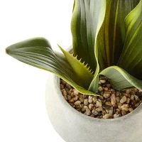 Linden Street 12in Snake Artificial Plant