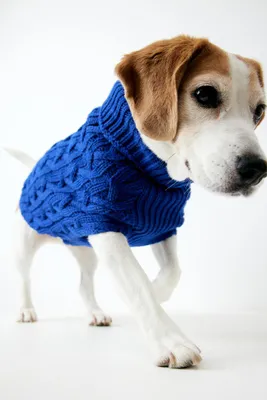 Cable-knit Dog Sweater