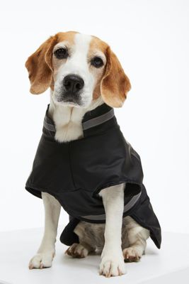 Veste pour chien doublée