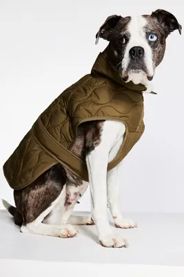 Quilted Dog Jacket