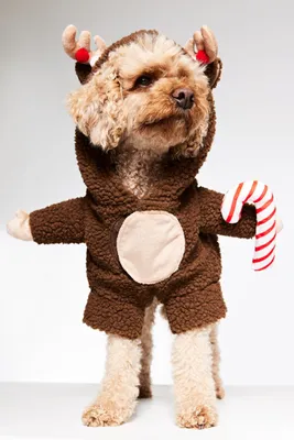 Reindeer Costume for a Dog