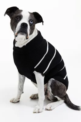 Rib-knit Dog Sweater