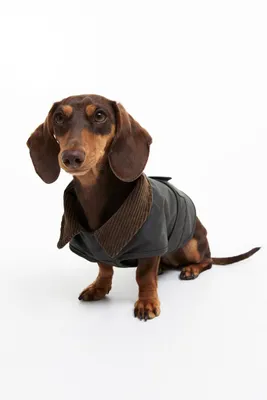 Waxed Dog Coat