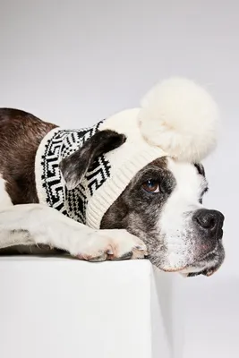 Rib-knit Pompom Dog Hat