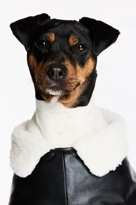 Teddy-fleece-lined Dog Jacket