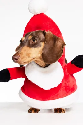 Santa Costume for a Dog