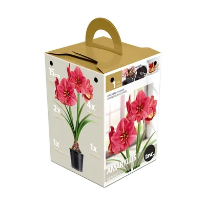 Bulbs Are Easy Premium Amaryllis Bulbs, Tosca