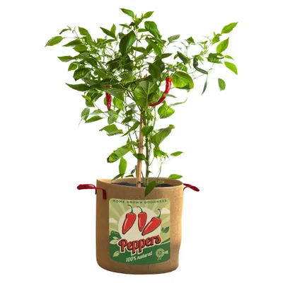 https://cdn.mall.adeptmind.ai/https%3A%2F%2Fmedia-www.canadiantire.ca%2Fproduct%2Fseasonal-gardening%2Fgardening%2Flawn-plant-care%2F2996677%2F10g-pepper-grow-bag-5e1b37e1-f0a6-4f0b-a126-4af199961294-jpgrendition.jpg_medium.webp