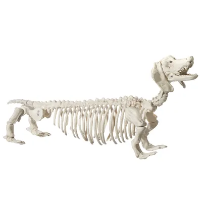 For Living Plastic Skeleton Dog, Spooky Halloween Indoor Bone Decorations, White, 21-in